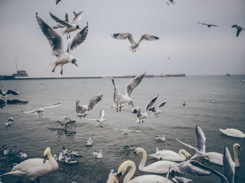 e2e-1776595124901-n2ab9v idempotent booking AR